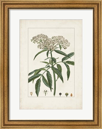 Framed Antique Turpin Botanical VII Print