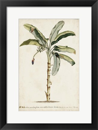 Framed Banana Palm II Print