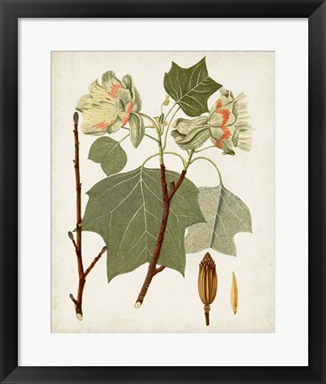 Framed Antique Leaves III Print