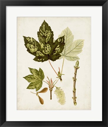 Framed Antique Leaves V Print