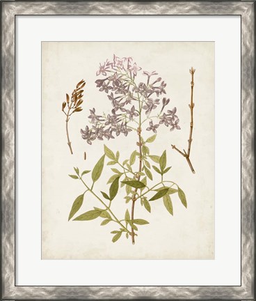 Framed Vintage Flowering Trees I Print