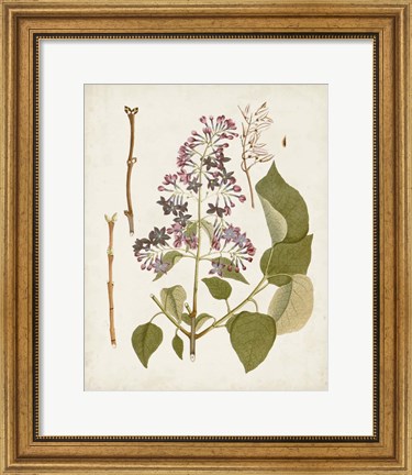 Framed Vintage Flowering Trees II Print