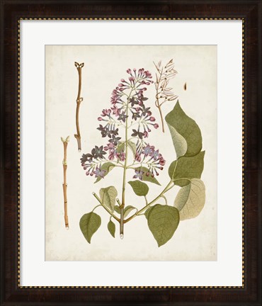 Framed Vintage Flowering Trees II Print