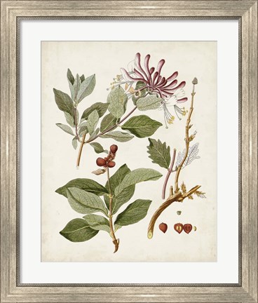 Framed Vintage Flowering Trees III Print