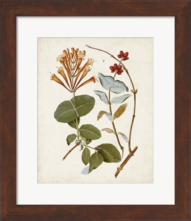 Framed Vintage Flowering Trees IV Print