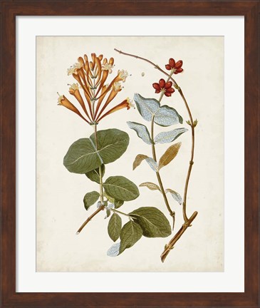 Framed Vintage Flowering Trees IV Print