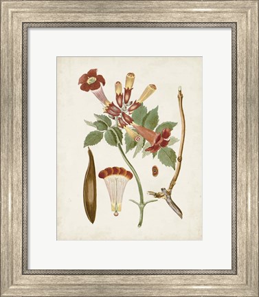 Framed Vintage Flowering Trees V Print