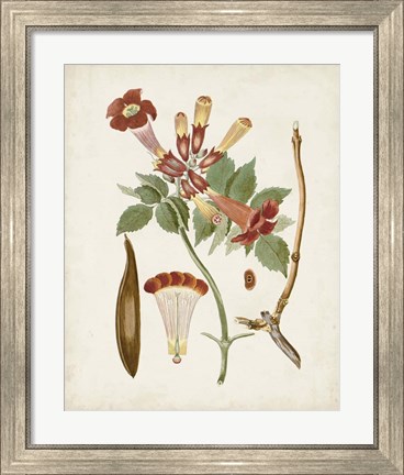 Framed Vintage Flowering Trees V Print