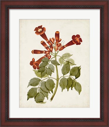 Framed Vintage Flowering Trees VI Print