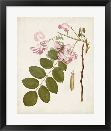 Framed Vintage Flowering Trees VIII Print