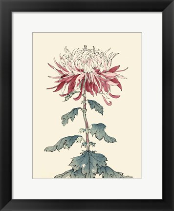 Framed Chrysanthemum Woodblock III Print