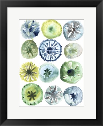 Framed Sea Urchin Assortment II Print