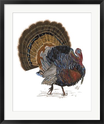 Framed Turkey Study I Print
