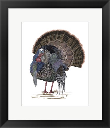 Framed Turkey Study II Print