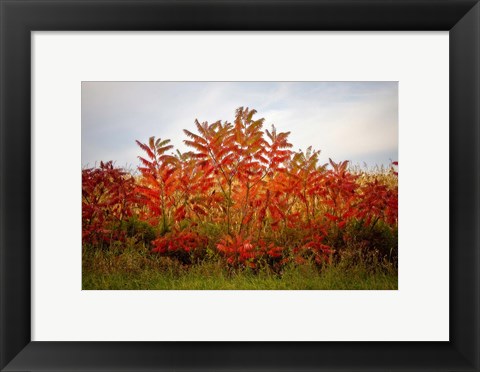 Framed Autumn Sumac Print