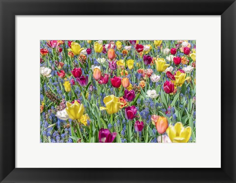 Framed Kuekenhof Tulips I Print