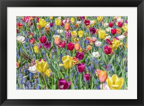 Framed Kuekenhof Tulips I Print