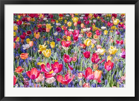 Framed Kuekenhof Tulips II Print