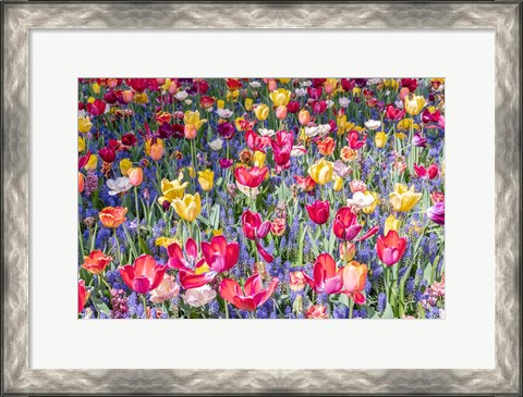 Framed Kuekenhof Tulips II Print