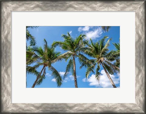 Framed Palawan Palm Trees I Print