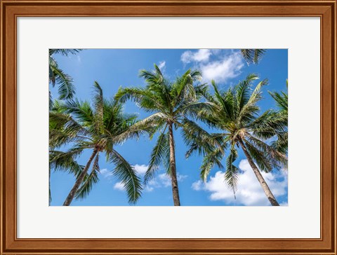 Framed Palawan Palm Trees I Print