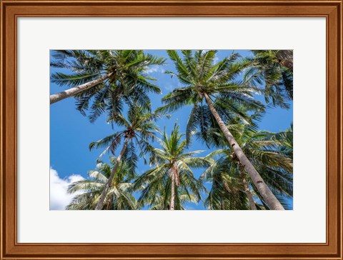 Framed Palawan Palm Trees II Print