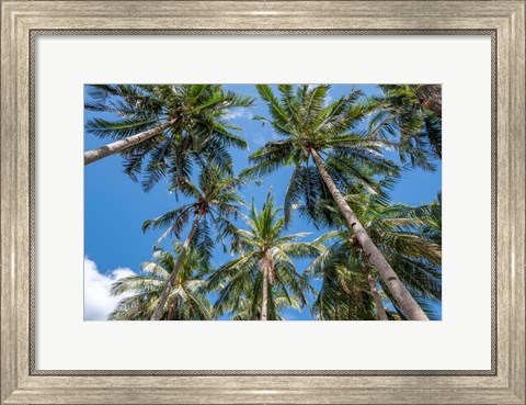 Framed Palawan Palm Trees II Print