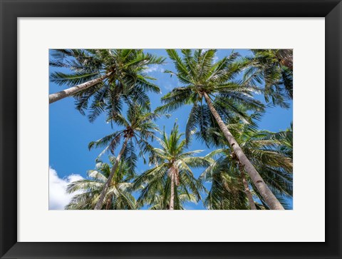 Framed Palawan Palm Trees II Print