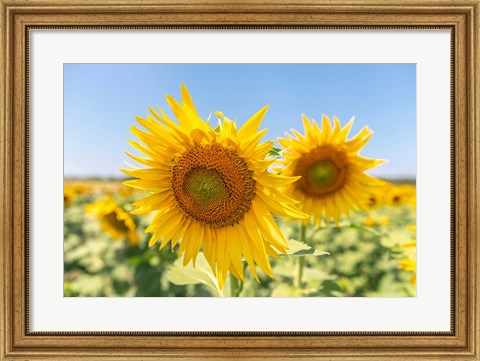 Framed Sunflowers II Print