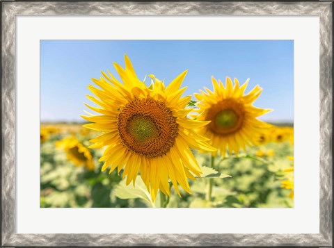 Framed Sunflowers II Print