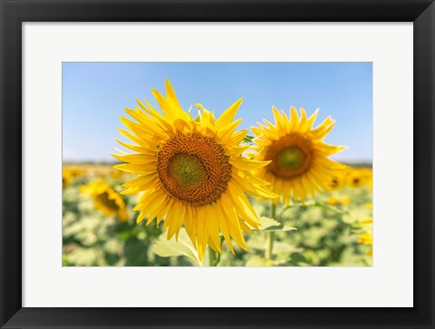 Framed Sunflowers II Print