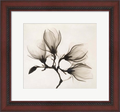 Framed Branch with Four Magnolias, 1910-1925 Print