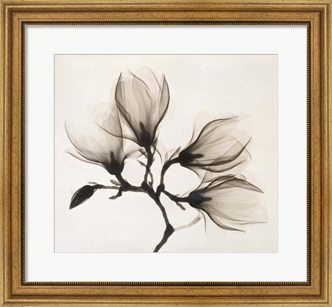 Framed Branch with Four Magnolias, 1910-1925 Print