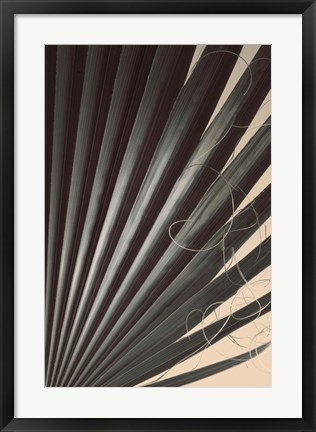 Framed Fan Palm Detail 2 Print