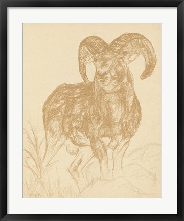 Framed Big Horn Sketch Print