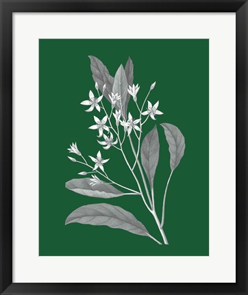 Framed Green Botanical V Print