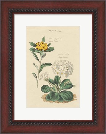Framed Botanical Print II Print