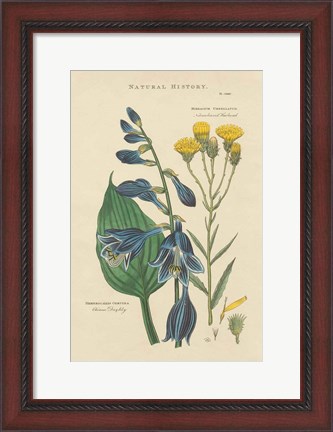 Framed Botanical Print I Print