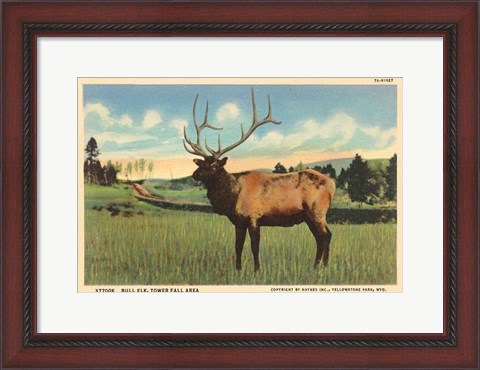 Framed Elk I Crop Print