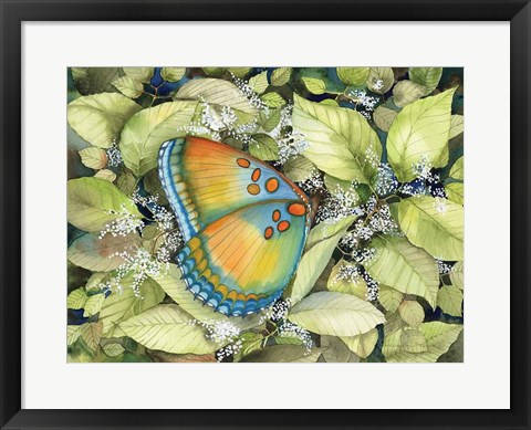 Framed Royal Butterfly Print