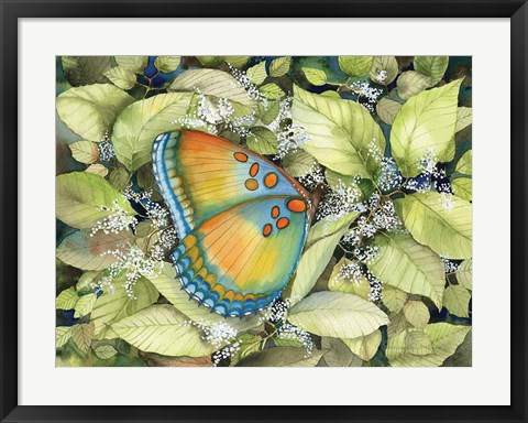 Framed Royal Butterfly Print