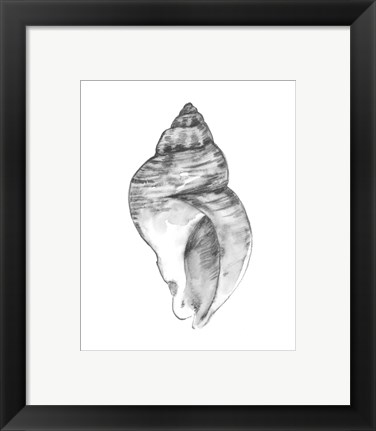 Framed Quiet Conch I Print