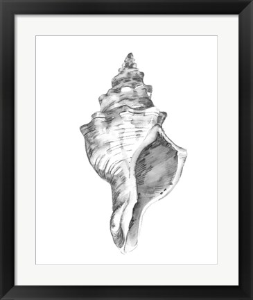 Framed Quiet Conch IV Print