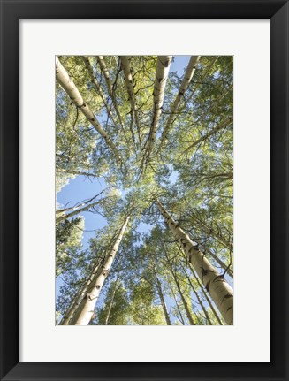 Framed Looking Up Print
