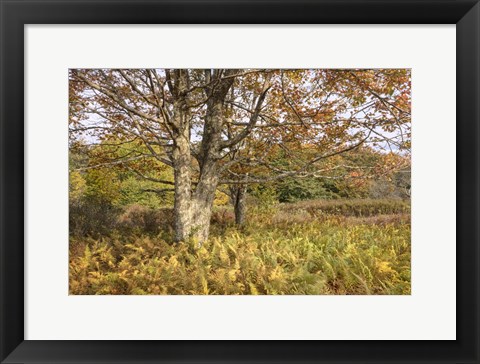 Framed Maple and Ferns Print