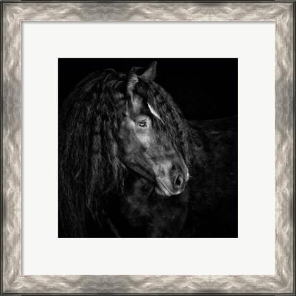 Framed Equine Portrait IX Print