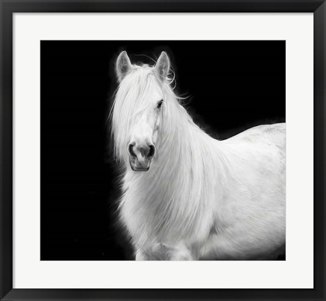 Framed Equine Portrait V Print
