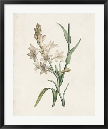 Framed Classic Botanicals I Print