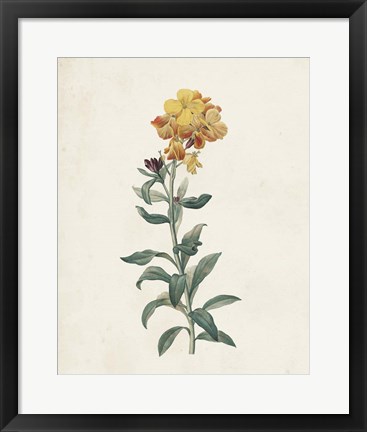 Framed Classic Botanicals III Print