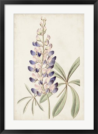 Framed Antique Botanical Collection II Print